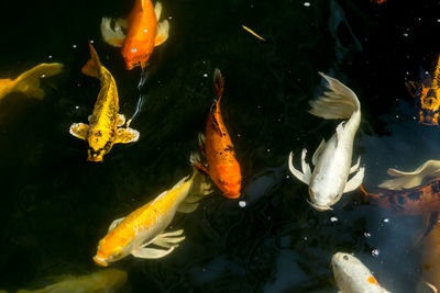 View of koi fish in water