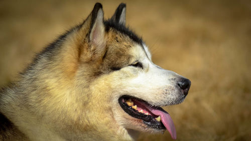 Close-up of dog looking away