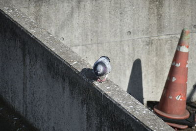 High angle view of black cat on wall