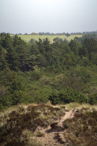 Scenic view of forest against clear sky