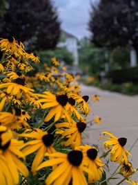 Close-up of yellow flowering plant