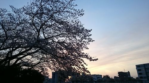 Low angle view of tree against sky