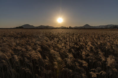 Scenic view of field against clear sky