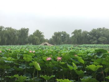 Close-up of lotus water lily in field against sky