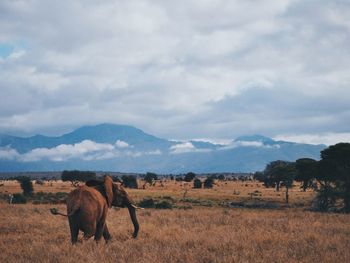 Horses on field against sky