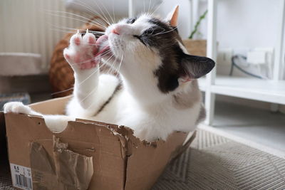 Close-up of cat relaxing at home
