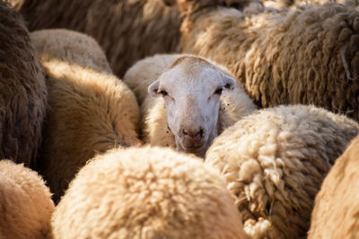 Close-up of sheep