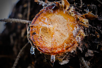 Close-up of wet orange flower on field