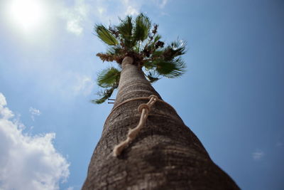 Low angle view of palm tree against blue sky