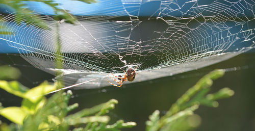 Spider on web