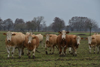 Cows grazing in a field