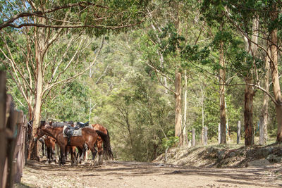 Horses on trees