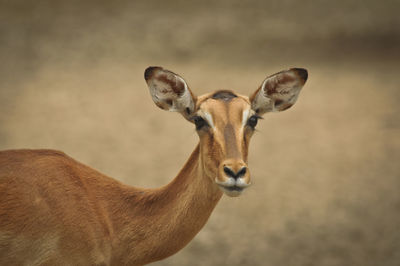 Close-up of giraffe against blurred background