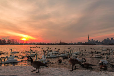 Flock of birds on beach