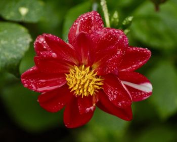 Close-up of wet red flower