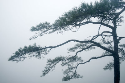 Low angle view of silhouette tree against sky