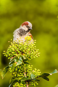 Male house sparrow or passer domesticus is a bird of the sparrow family passeridae