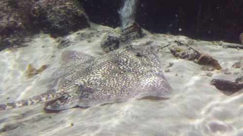 Close-up of fish swimming in sea