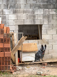 Close-up of dog standing against wall