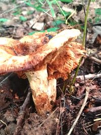 Close-up of mushroom growing on field