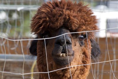 Portrait of brown llama by netting