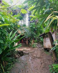 Palm trees and plants growing in farm