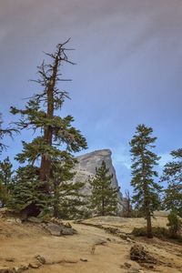 Trees on landscape against blue sky