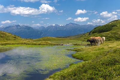 Cows grazing on field against sky