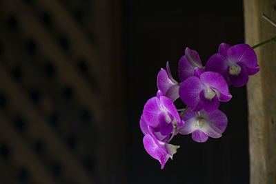 Close-up of pink orchids on plant