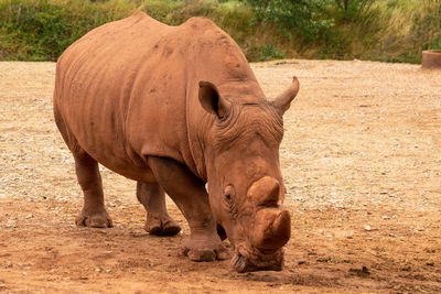 White rhinoceros - south lakes safari park, cumbria, uk