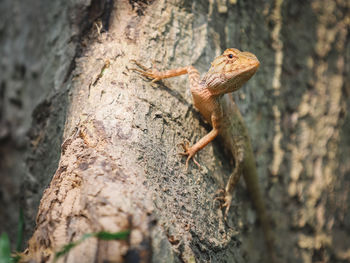 Close-up of lizard on tree trunk