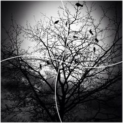 Low angle view of bare trees against sky