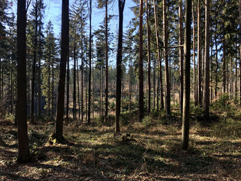 Trees growing in forest
