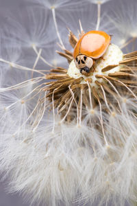 Close-up of insect on white flower