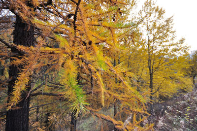 Low angle view of trees in forest