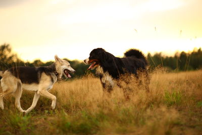 Dogs in a field