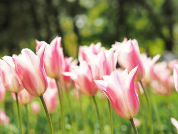 Close-up of pink tulips