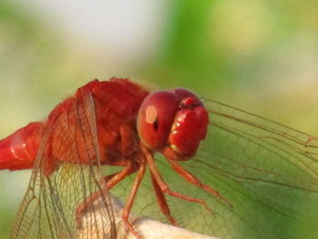 Close-up of insect on fruit