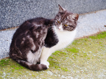 Cat sitting on footpath