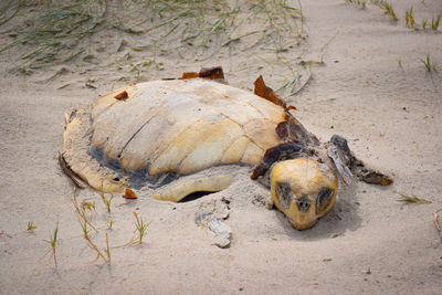 Carcass of a seaturtle