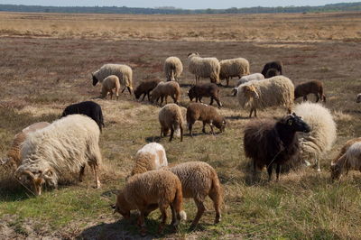 Sheep grazing in a field