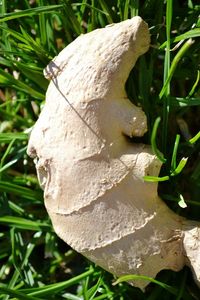 Close-up of mushroom growing on plant