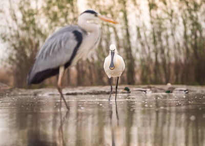 Birds in lake