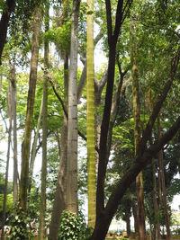 Low angle view of trees in forest