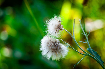 Close-up of dandelion on plant