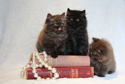 British longhair cats with pearl jewelry and books at home