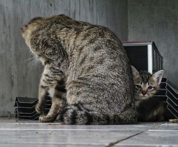 Cat mother who loves her child