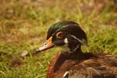 Close-up of wood duck on field