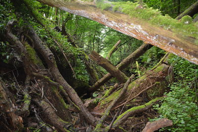 Trees growing in forest