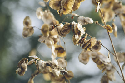 Close-up of dry flowers on branch